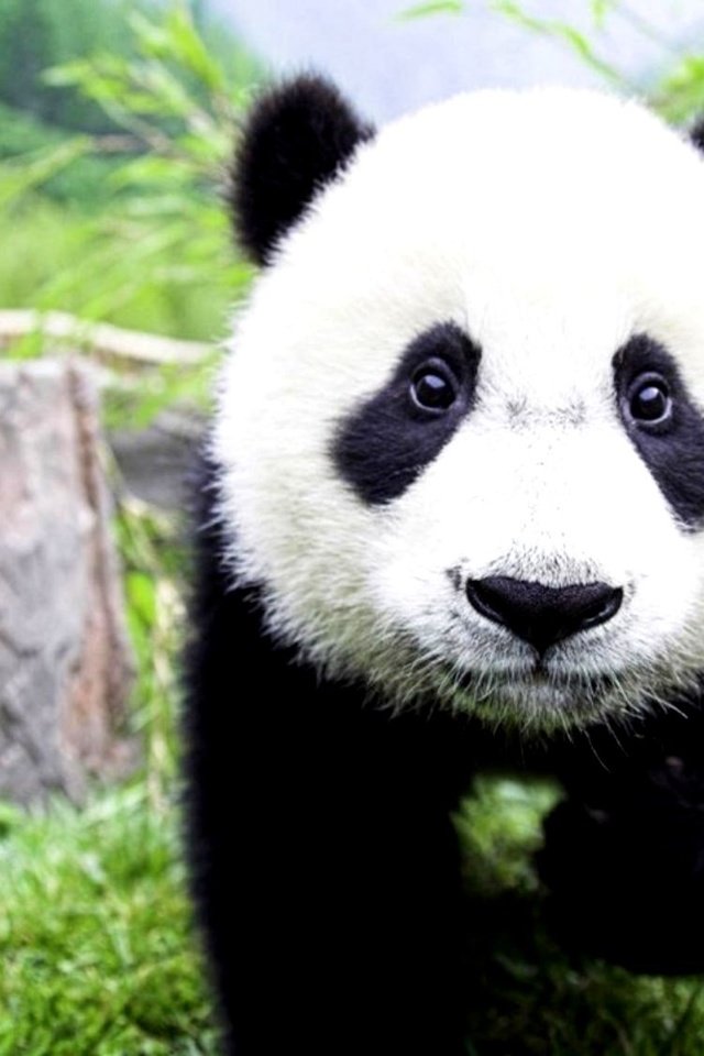 Обои морда, лапы, панда, бамбуковый медведь, большая панда, face, paws, panda, bamboo bear, the giant panda разрешение 2000x1125 Загрузить