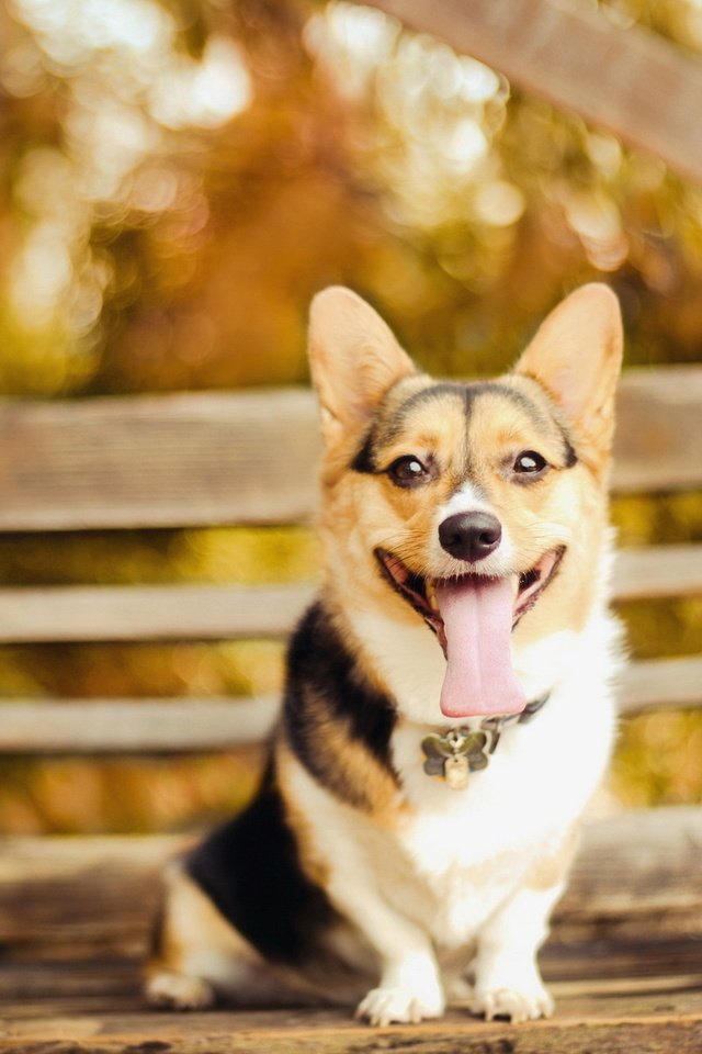 Обои взгляд, собака, скамейка, ошейник, язык, пес, вельш-корги, look, dog, bench, collar, language, welsh corgi разрешение 1920x1200 Загрузить