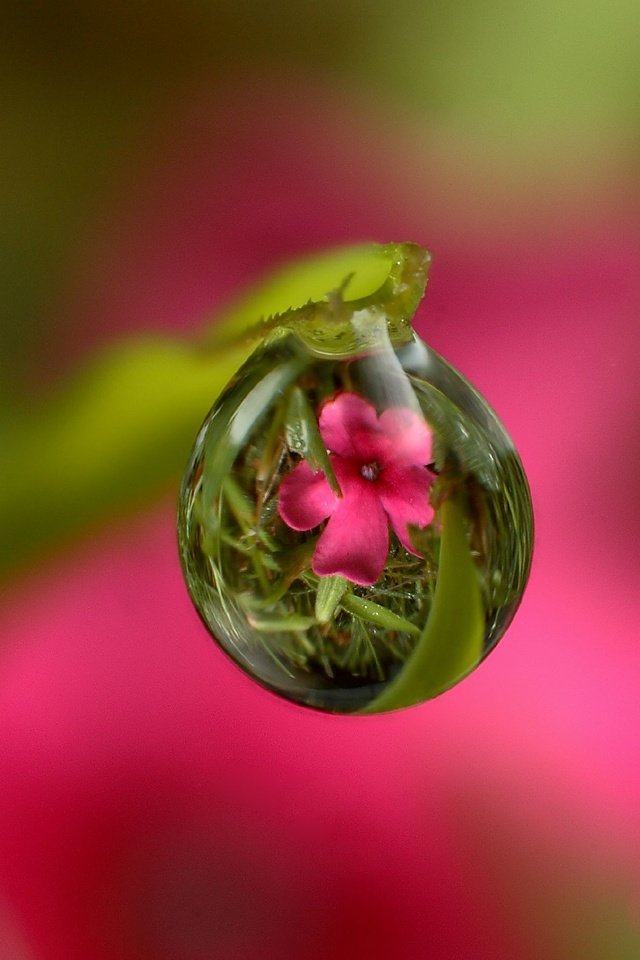 Обои трава, стебель, вода, природа, цветок, роса, капля, листок, розовый, grass, stem, water, nature, flower, rosa, drop, leaf, pink разрешение 2048x1588 Загрузить