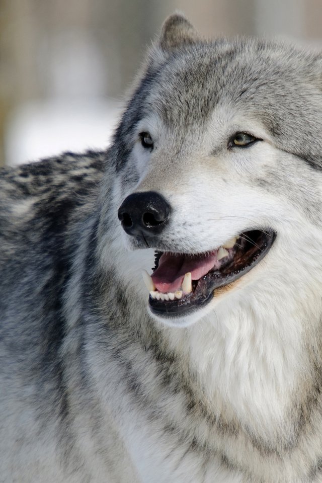 Обои глаза, морда, природа, хищник, волк, eyes, face, nature, predator, wolf разрешение 3500x3109 Загрузить