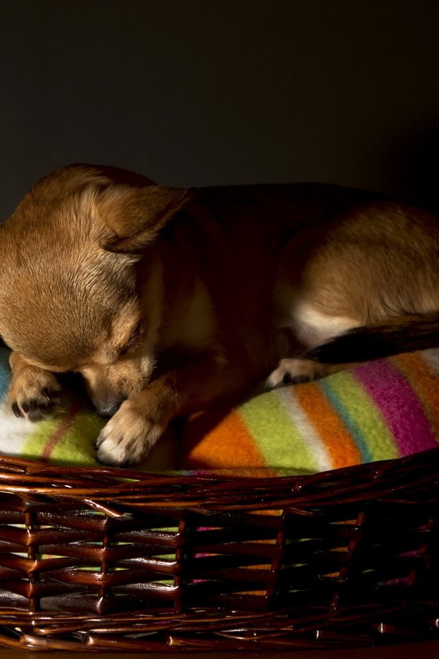 Обои сон, собака, корзина, чихуахуа, sleep, dog, basket, chihuahua разрешение 2560x1600 Загрузить