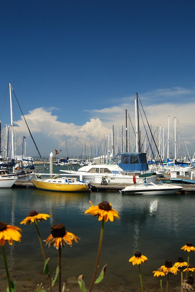 Обои цветы, море, яхты, flowers, sea, yachts разрешение 3872x2592 Загрузить