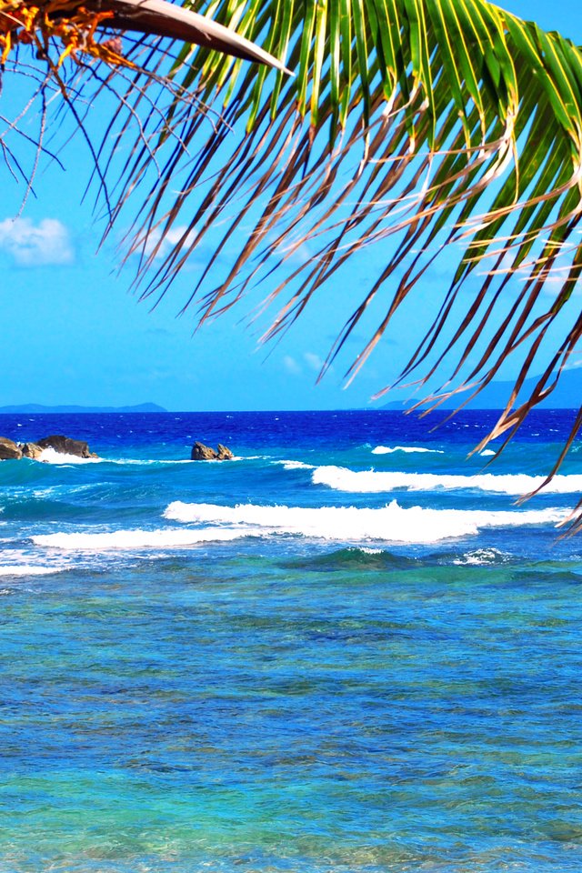Обои море, пальма, тропики, sea, palma, tropics разрешение 3872x2592 Загрузить