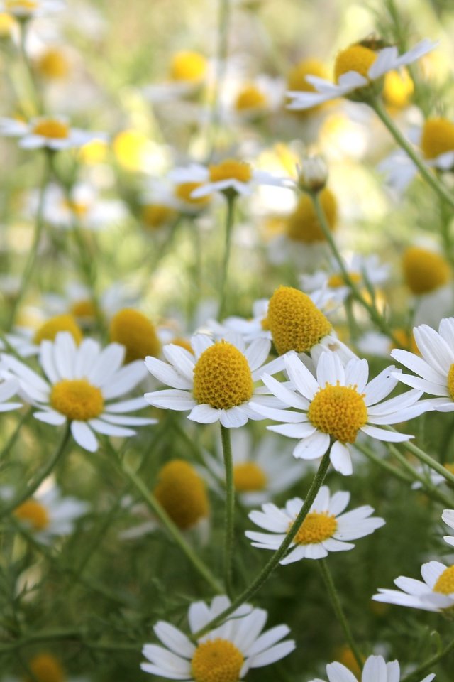 Обои цветы, лето, луг, ромашки, flowers, summer, meadow, chamomile разрешение 3600x2400 Загрузить