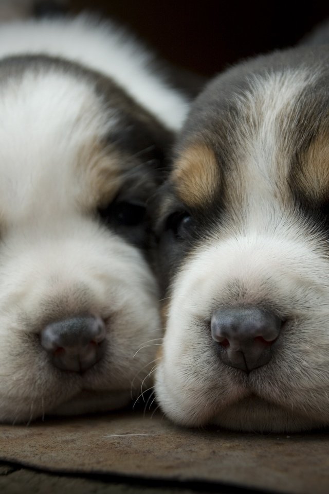 Обои глаза, щенки, собаки, взгляды, мордашки, eyes, puppies, dogs, views, faces разрешение 3872x2592 Загрузить