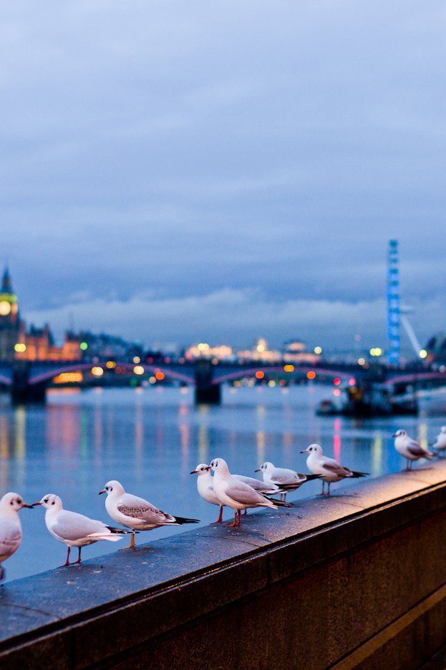 Обои лондон, птицы, англия, набережная, чайки, купола, london, birds, england, promenade, seagulls, dome разрешение 2000x1369 Загрузить