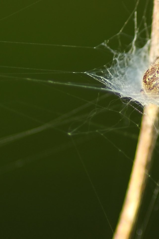 Обои трава, паук, grass, spider разрешение 1920x1080 Загрузить