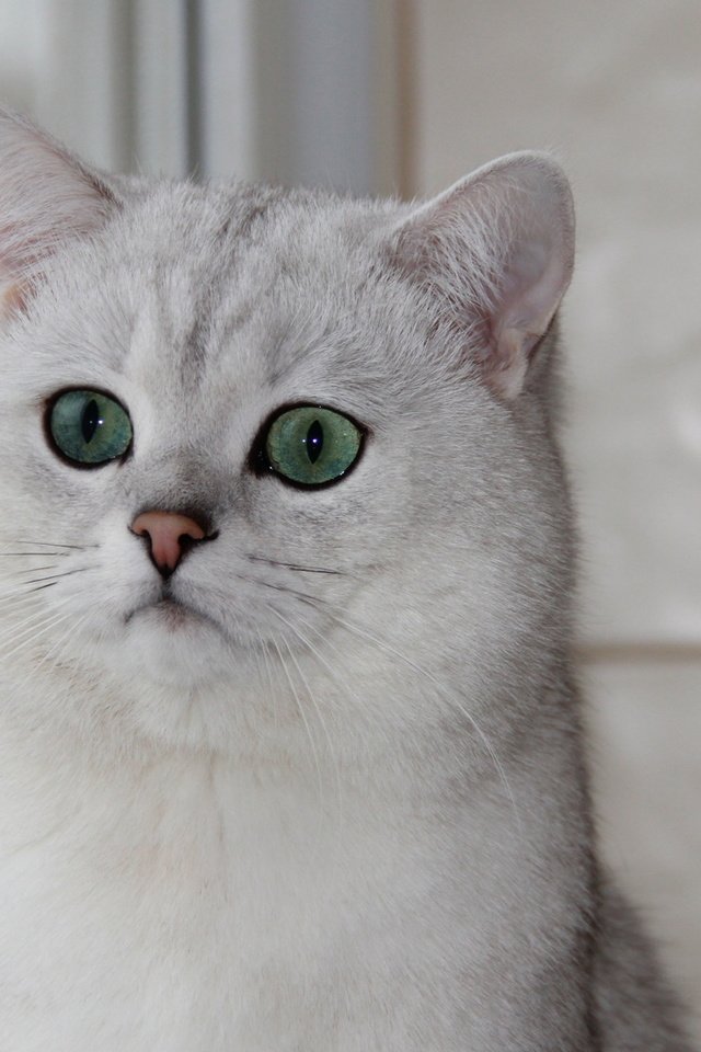 Обои кошка, окно, зеленые глаза, британская шиншилла, cat, window, green eyes, british chinchilla разрешение 1920x1080 Загрузить