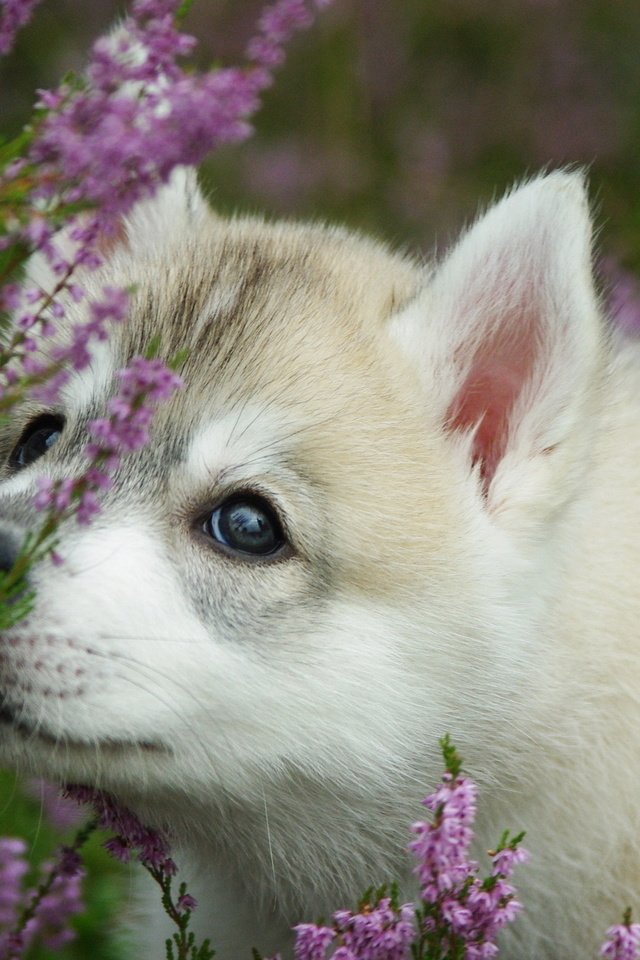 Обои морда, цветы, лаванда, собака, щенок, хаски, face, flowers, lavender, dog, puppy, husky разрешение 2560x1600 Загрузить