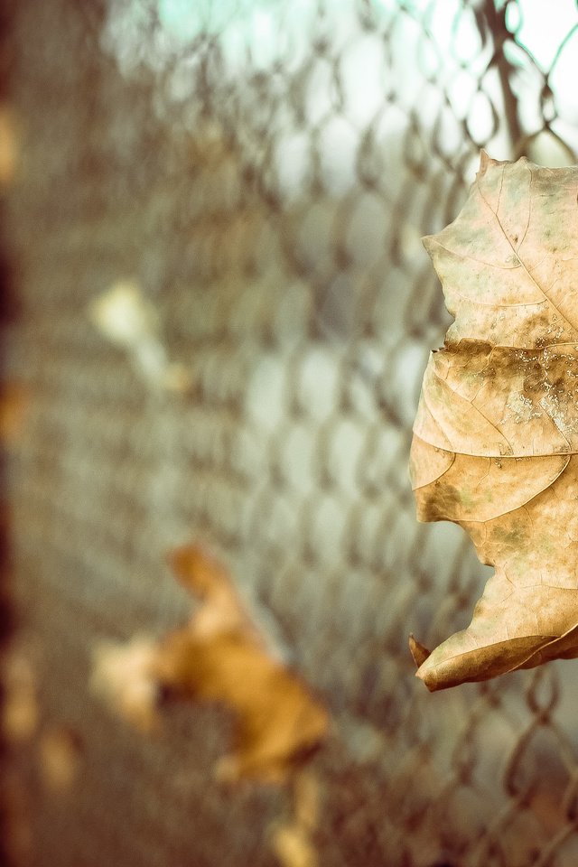 Обои листья, макро, осень, забор, лист, сетка, боке, leaves, macro, autumn, the fence, sheet, mesh, bokeh разрешение 4272x2848 Загрузить