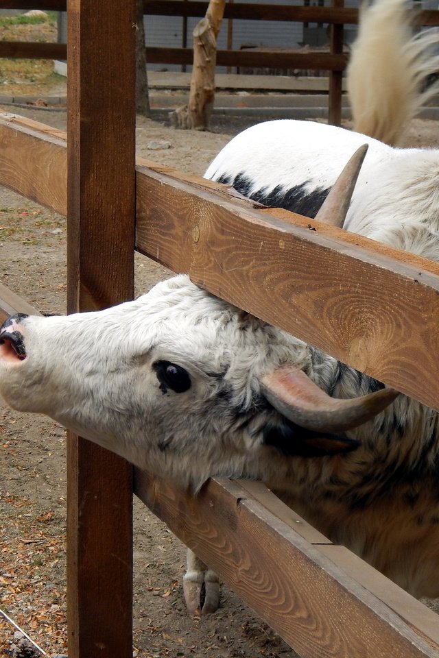 Обои рога, корова, ограда, horns, cow, fence разрешение 4608x3456 Загрузить