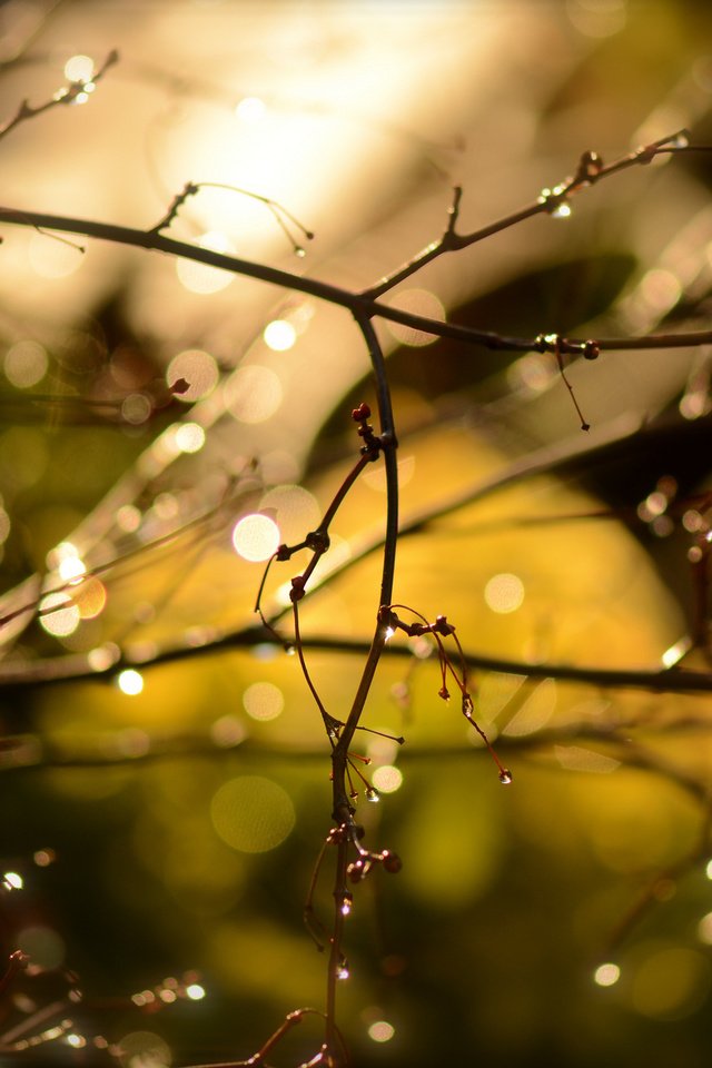 Обои ветки, капли, блики, дождь, branches, drops, glare, rain разрешение 2048x1356 Загрузить