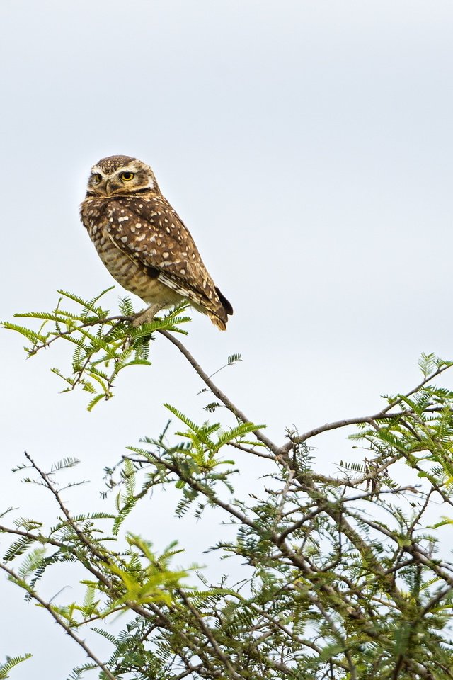 Обои сова, природа, птица, owl, nature, bird разрешение 2560x1600 Загрузить