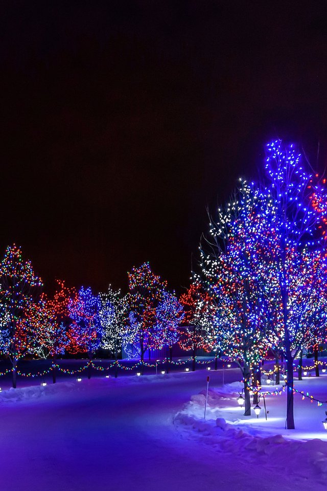 Обои дорога, ночь, деревья, снег, парк, иллюминация, город, road, night, trees, snow, park, illumination, the city разрешение 1920x1200 Загрузить