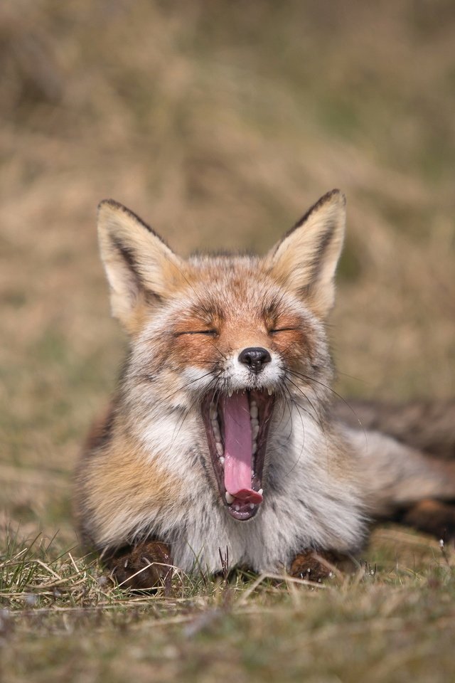 Обои природа, лиса, лисица, язык, зевает, nature, fox, language, yawns разрешение 2047x1282 Загрузить