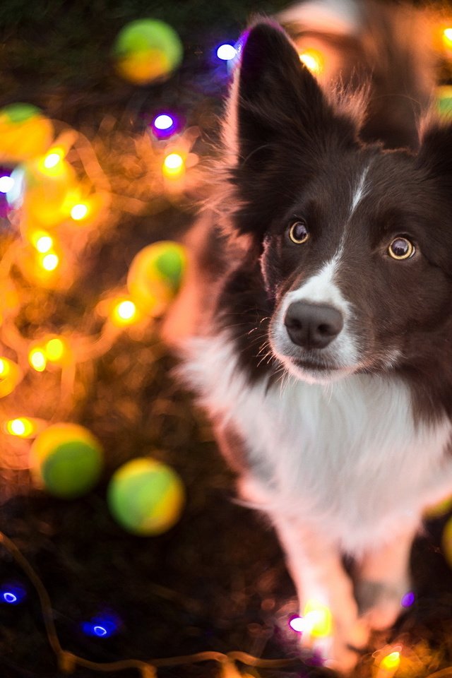 Обои собака, праздник, гирлянда, бордер-колли, dog, holiday, garland, the border collie разрешение 1920x1200 Загрузить