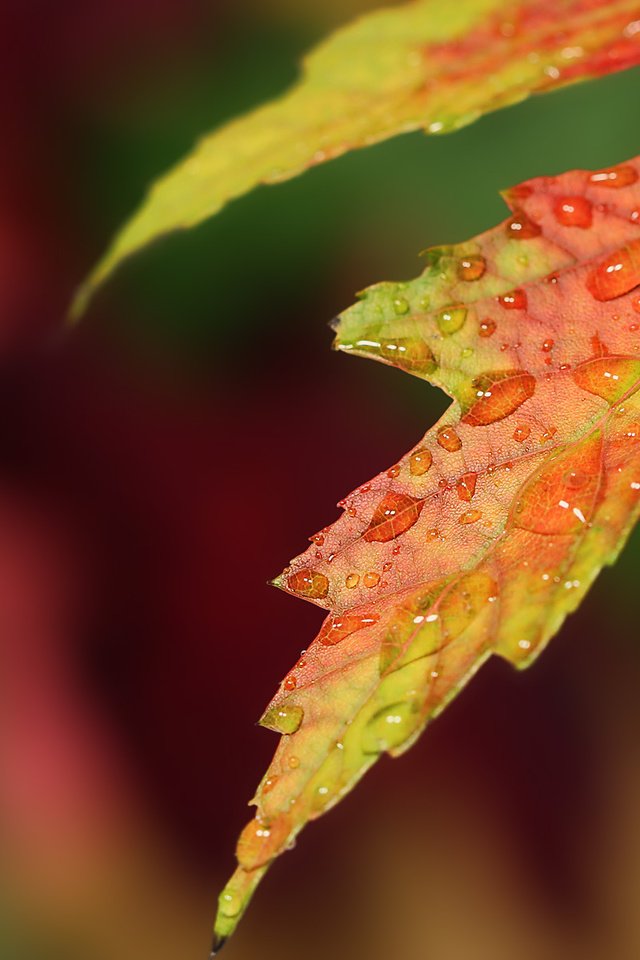 Обои природа, макро, капли, осень, лист, nature, macro, drops, autumn, sheet разрешение 1920x1200 Загрузить