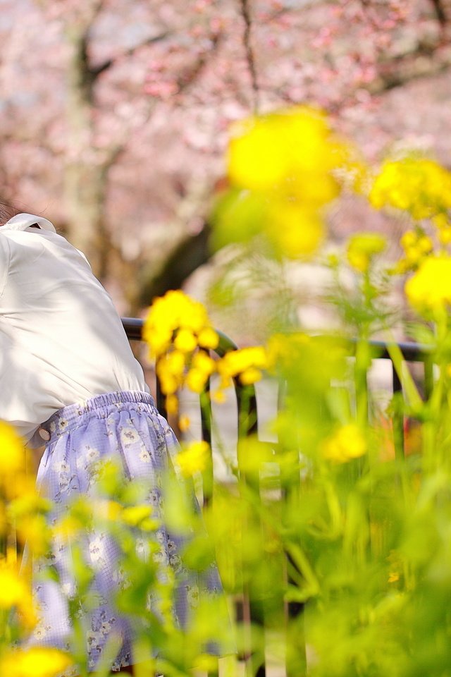 Обои цветы, девушка, спит, ограда, flowers, girl, sleeping, fence разрешение 2560x1707 Загрузить