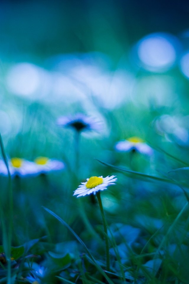 Обои трава, блики, поляна, размытость, ромашки, grass, glare, glade, blur, chamomile разрешение 1920x1200 Загрузить