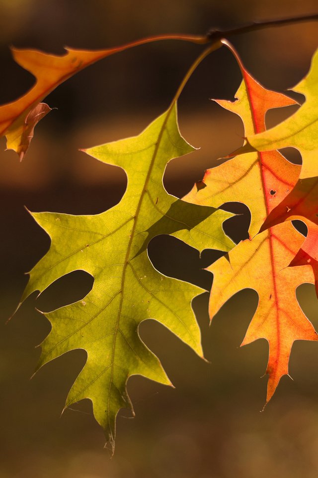 Обои природа, листья, макро, фон, осень, nature, leaves, macro, background, autumn разрешение 2048x1360 Загрузить