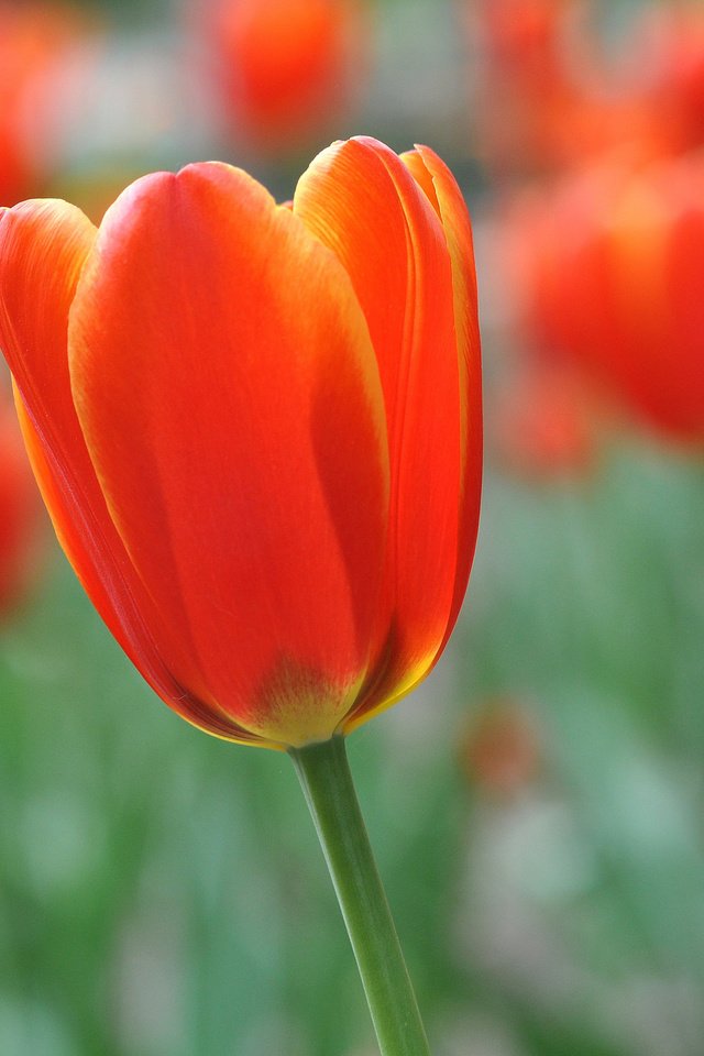 Обои цветы, весна, тюльпаны, flowers, spring, tulips разрешение 2048x1360 Загрузить