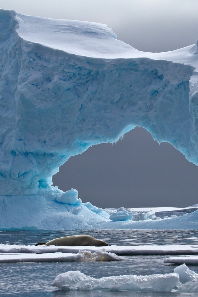 Обои море, лёд, айсберг, животное, арка, антарктида, тюлень, crabeater seal, petermann island, sea, ice, iceberg, animal, arch, antarctica, seal разрешение 2048x1358 Загрузить