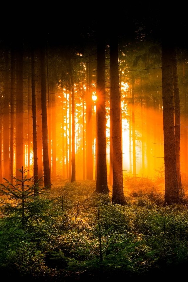 Обои деревья, солнце, природа, лес, лучи, рассвет, trees, the sun, nature, forest, rays, dawn разрешение 2048x1299 Загрузить