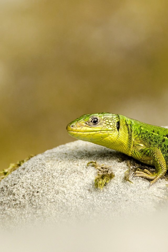 Обои природа, фон, ящерица, nature, background, lizard разрешение 2560x1633 Загрузить