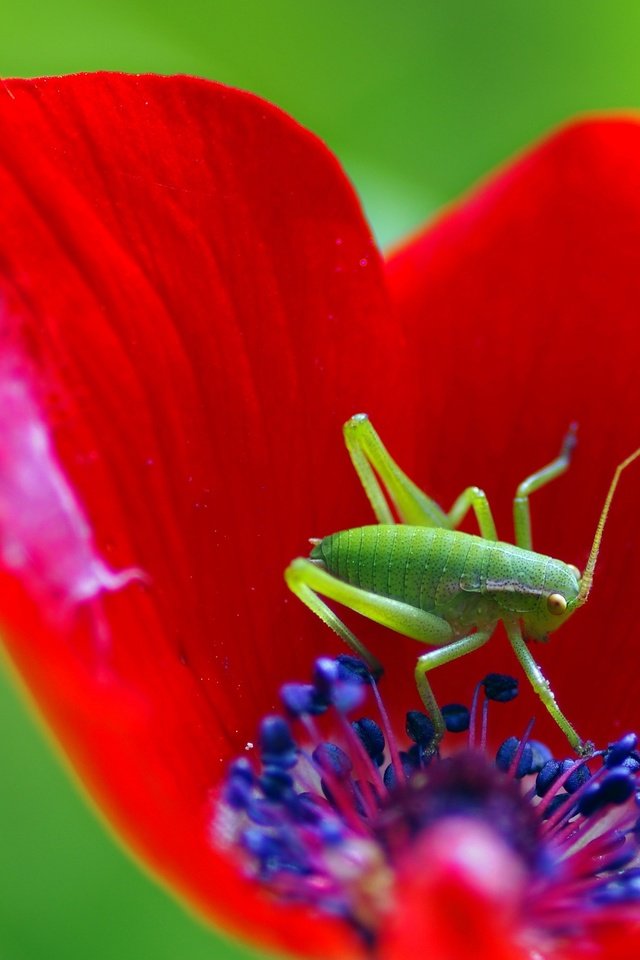 Обои макро, насекомое, цветок, мак, кузнечик, ziva & amir, macro, insect, flower, mac, grasshopper разрешение 3023x2174 Загрузить