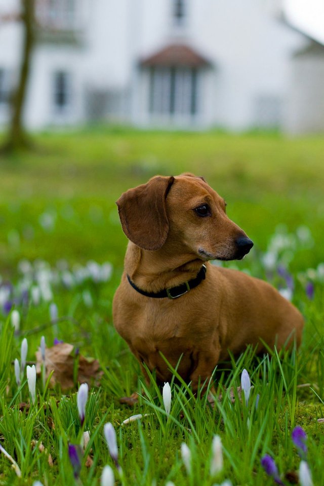 Обои цветы, трава, собака, ошейник, такса, flowers, grass, dog, collar, dachshund разрешение 2560x1600 Загрузить