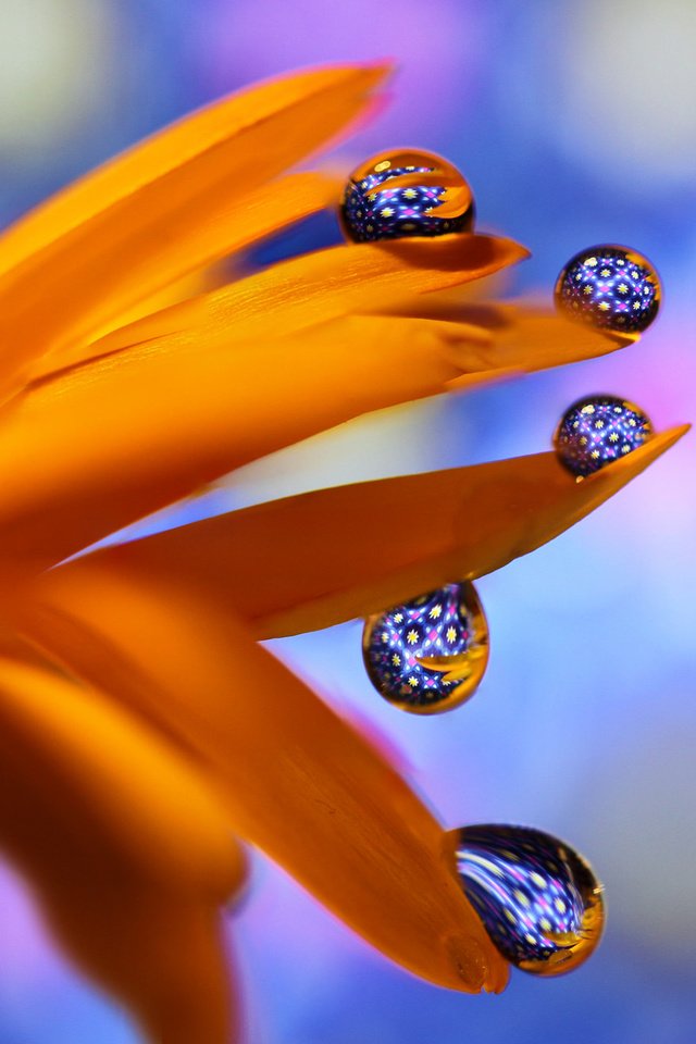 Обои макро, цветок, капли, оранжевый, боке, гербера, macro, flower, drops, orange, bokeh, gerbera разрешение 2048x1317 Загрузить
