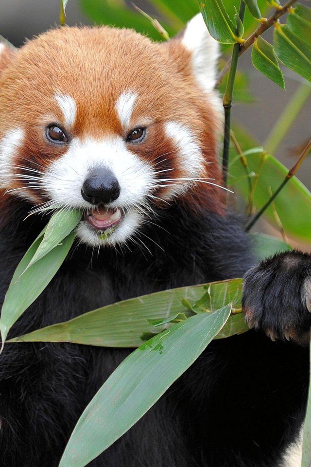 Обои природа, листва, бамбук, животное, красная панда, nature, foliage, bamboo, animal, red panda разрешение 2048x1536 Загрузить