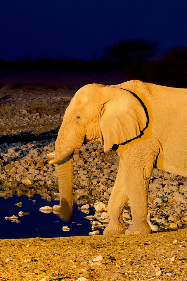 Обои слон, африка, жираф, водопой, намибия, etosha national park, elephant, africa, giraffe, drink, namibia разрешение 2048x1365 Загрузить