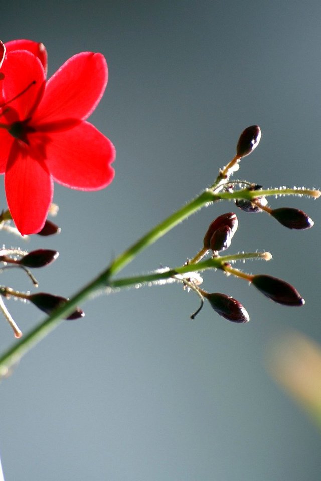 Обои цветы, листья, макро, лепестки, красные, стебель, flowers, leaves, macro, petals, red, stem разрешение 1920x1200 Загрузить