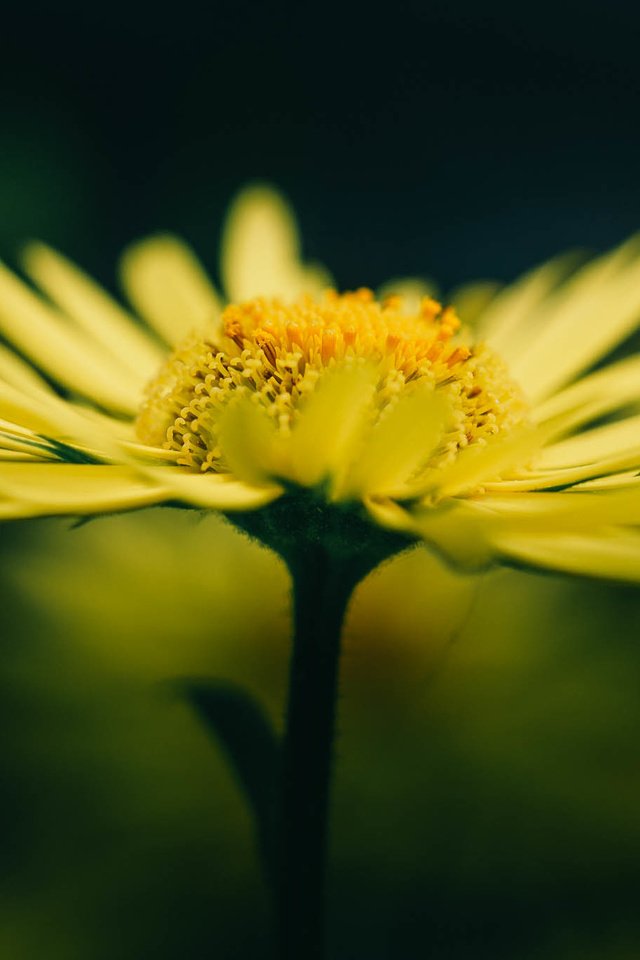 Обои желтый, макро, цветок, лето, лепестки, размытость, желтые, yellow, macro, flower, summer, petals, blur разрешение 2048x1365 Загрузить