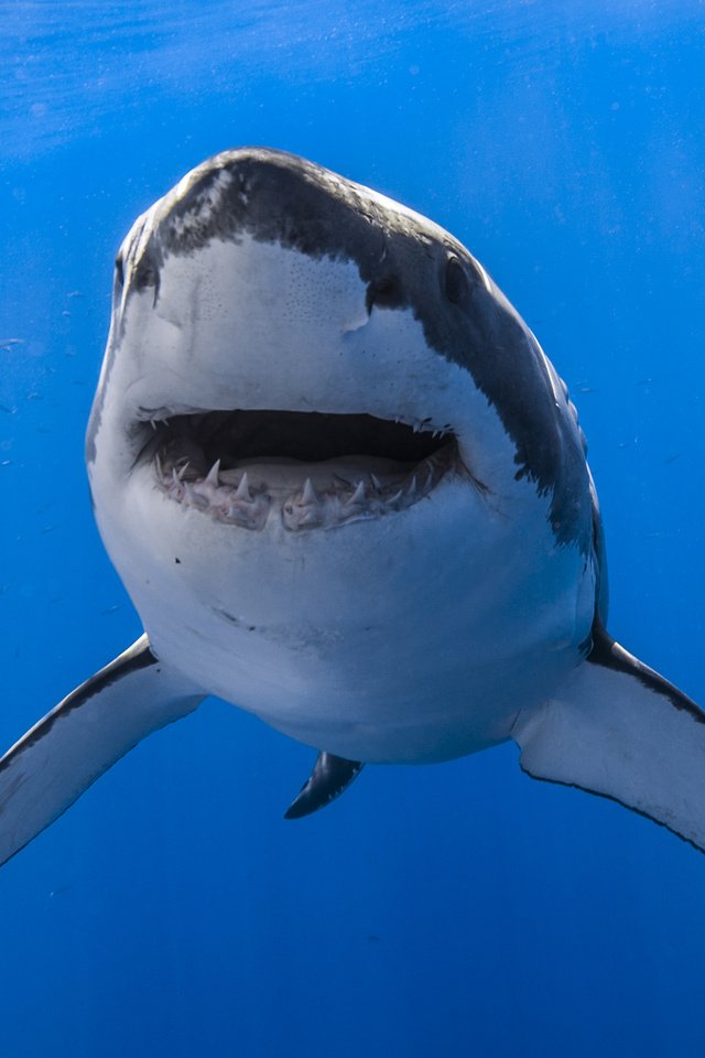 Обои вода, пасть, акула, подводный мир, белая акула, water, mouth, shark, underwater world, white shark разрешение 2048x1365 Загрузить