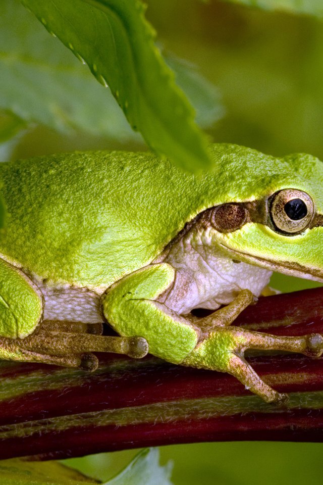 Обои поза, лягушка, зеленая, жаба,  листья, green toad, pose, frog, green, toad, leaves разрешение 1920x1200 Загрузить