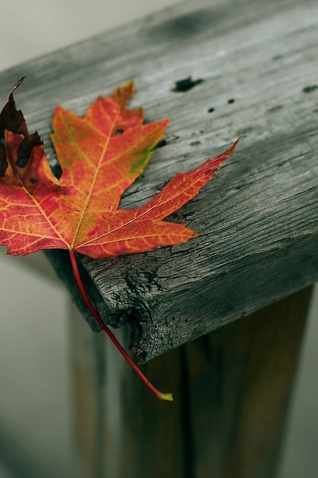 Обои листья, осень, деревянный забор, leaves, autumn, wooden fence разрешение 1920x1250 Загрузить