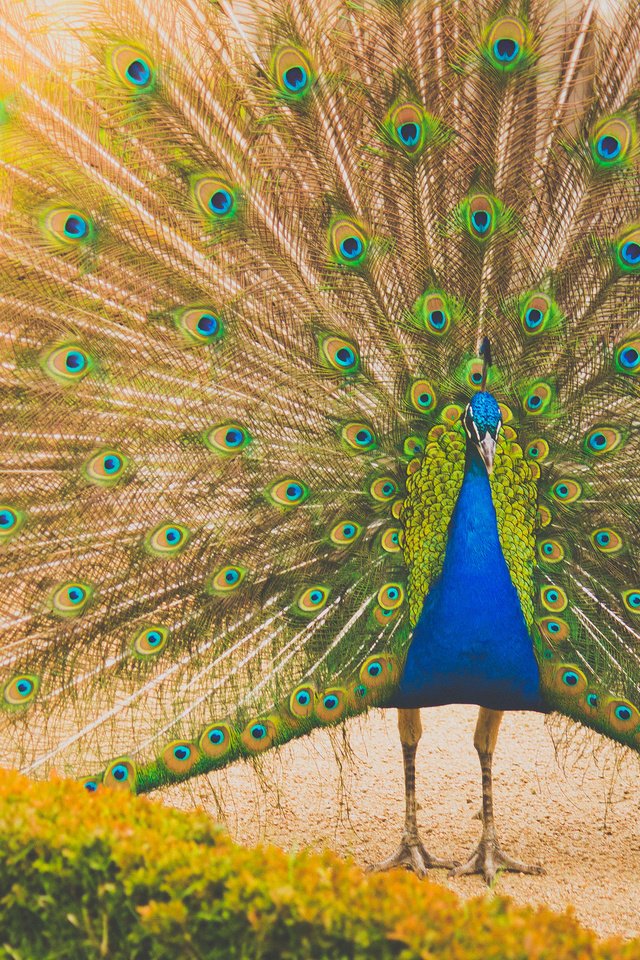 Обои птица, павлин, перья, хвост, bird, peacock, feathers, tail разрешение 2048x1365 Загрузить