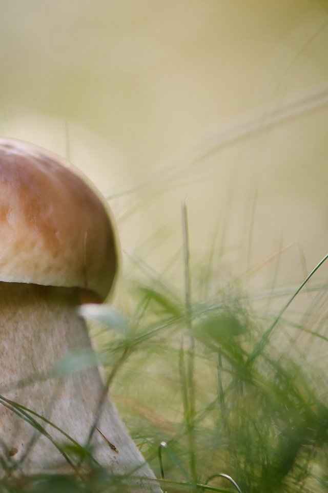 Обои природа, осень, гриб, nature, autumn, mushroom разрешение 1920x1272 Загрузить