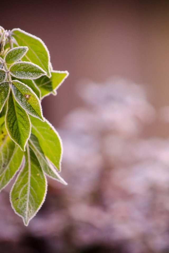 Обои ветка, природа, листья, иней, branch, nature, leaves, frost разрешение 2560x1600 Загрузить