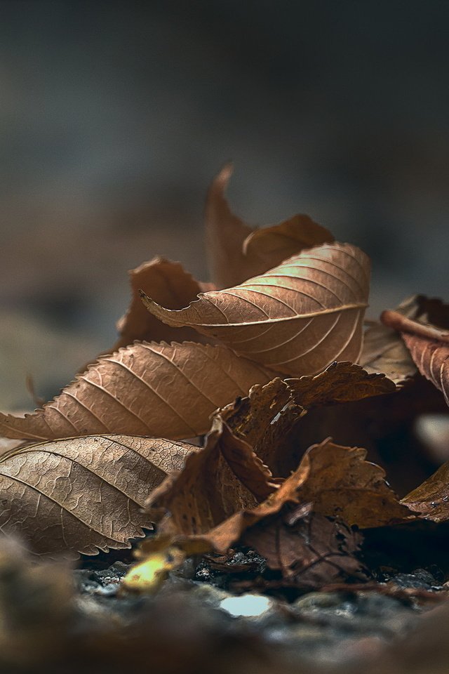 Обои природа, листья, макро, осень, nature, leaves, macro, autumn разрешение 2036x1091 Загрузить