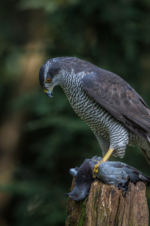 Обои природа, птица, добыча, ястреб, хищная, ястреб-тетеревятник, nature, bird, mining, hawk, predatory, goshawk разрешение 2048x1365 Загрузить