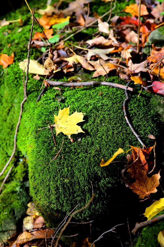 Обои природа, листья, ветки, осень, камень, мох, осенние листья, nature, leaves, branches, autumn, stone, moss, autumn leaves разрешение 2048x1365 Загрузить