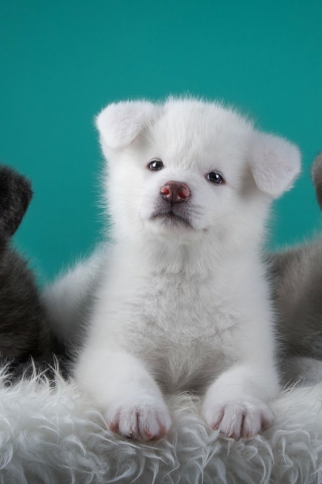 Обои щенки, собаки, трио, японская акита, puppies, dogs, trio, japanese akita разрешение 3000x1864 Загрузить