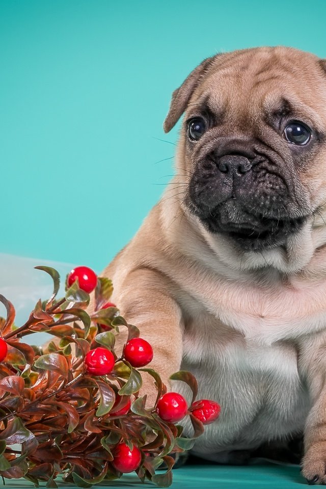 Обои собака, щенок, песик, милый, французский бульдог, брусника, dog, puppy, doggie, cute, french bulldog, cranberries разрешение 3000x1955 Загрузить