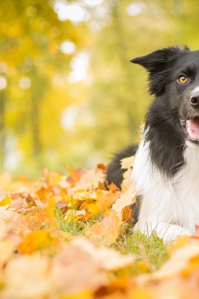 Обои листья, парк, осень, собака, leaves, park, autumn, dog разрешение 4272x2661 Загрузить
