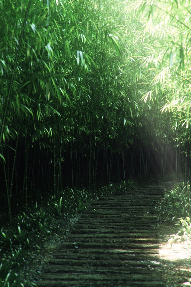 Обои природа, бамбук, заросли, 3д, nature, bamboo, thickets, 3d разрешение 1920x1080 Загрузить