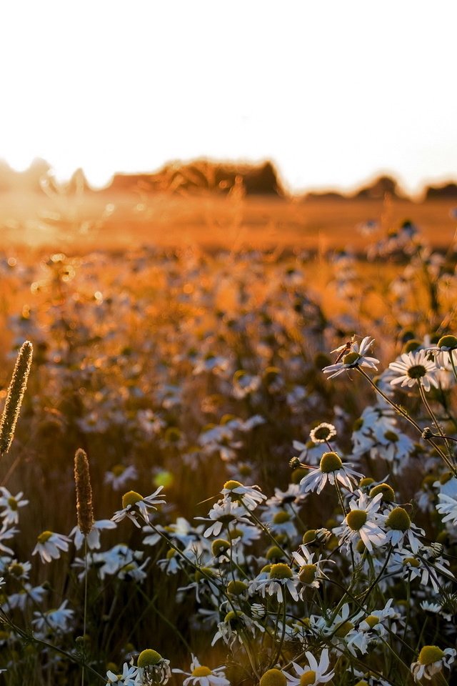 Обои цветы, поле, лето, ромашки, flowers, field, summer, chamomile разрешение 2560x1600 Загрузить