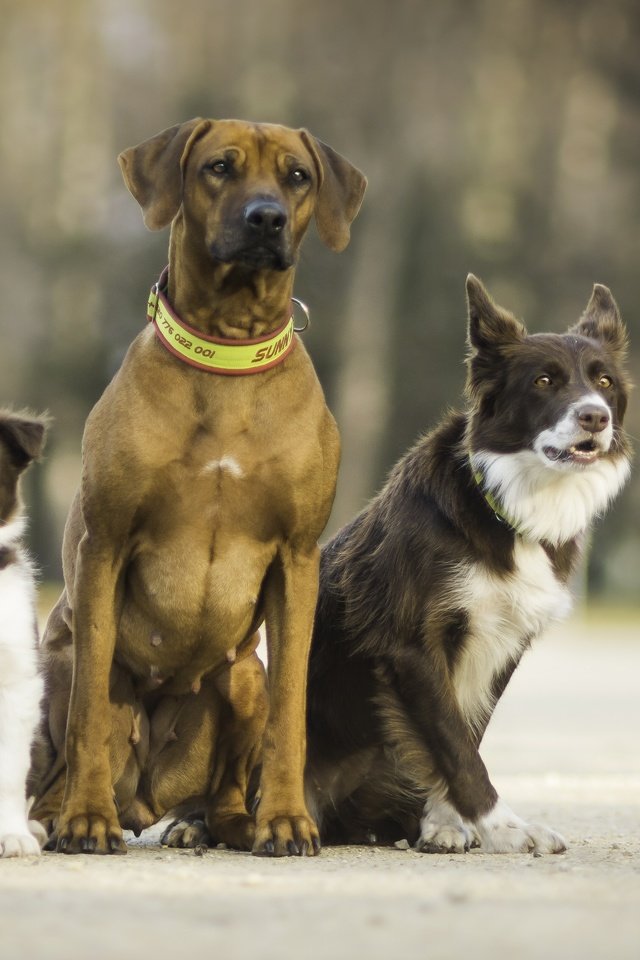 Обои друзья, собаки, трио, троица, friends, dogs, trio, trinity разрешение 3600x2400 Загрузить